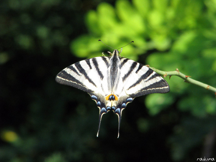 fluture-coada-randunicii-iphiclides-podalirius - Lumea Insectelor