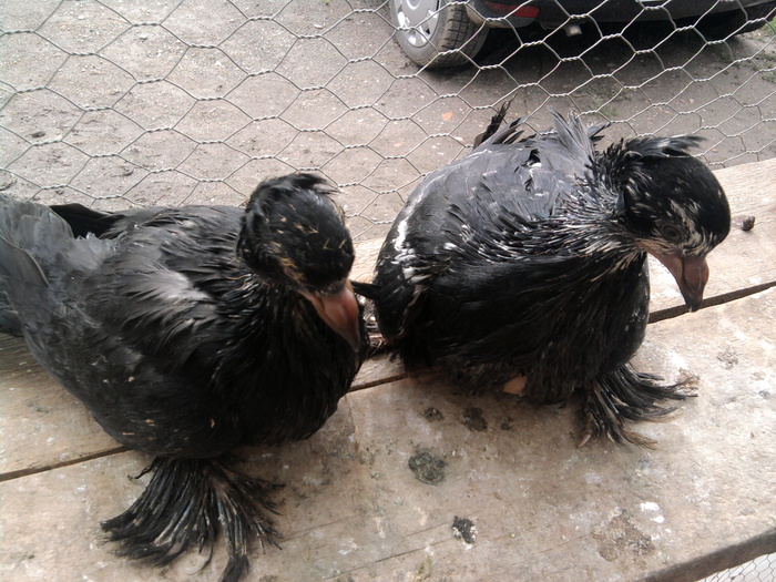 Fotografie1012 - 21-Pui Urias Maghiar 2010