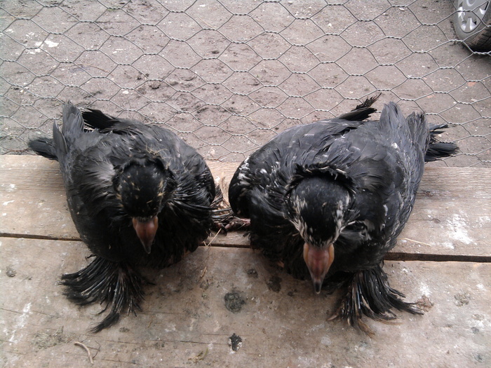 Fotografie1015 - 21-Pui Urias Maghiar 2010