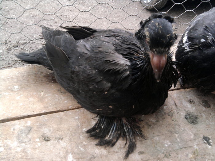 Fotografie1024 - 21-Pui Urias Maghiar 2010