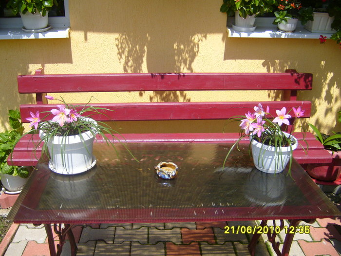 S7002410; flori frumoase
