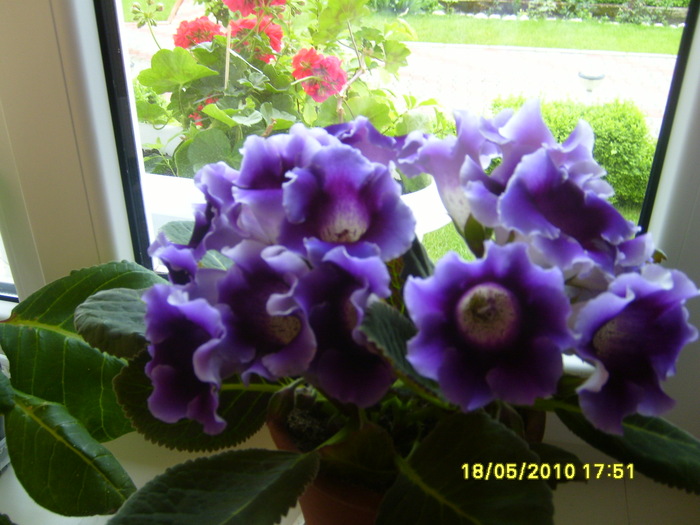 gloxinia