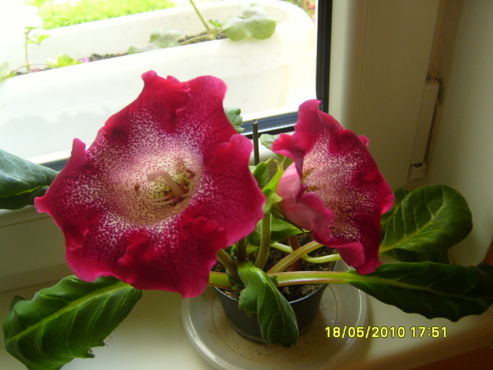 gloxinia rosie - Acasa 2010