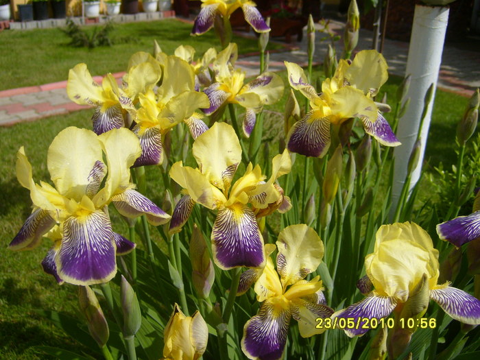 irisi - Acasa 2010