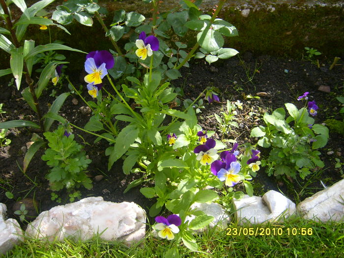 panselute pitice - Acasa 2010