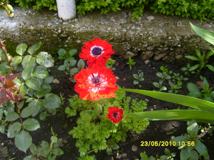 minunata - Acasa 2010