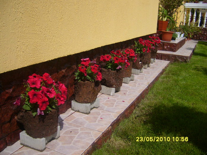 butuci - Acasa 2010