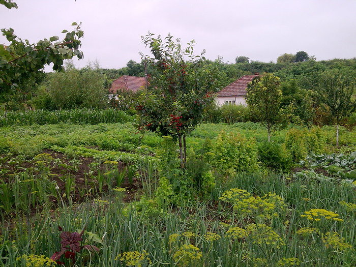 2010 06 21 gradina - s  Holiday Home