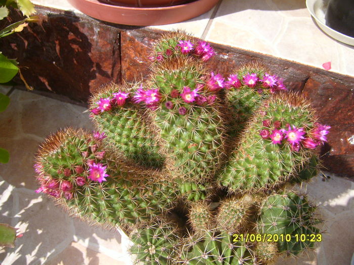 cactus inflorit - Acasa 2010