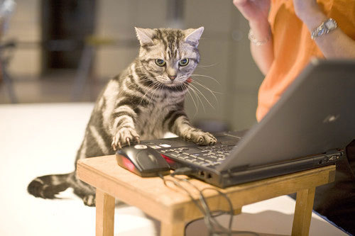 60899_poze-laptop-pisici - pisici