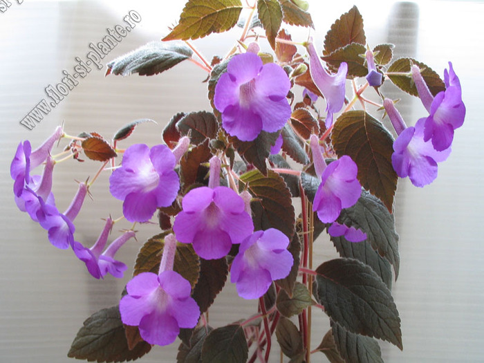 Achimenes magnificent 7