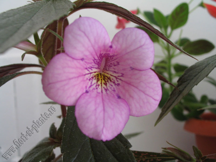 Achimenes Dot 6