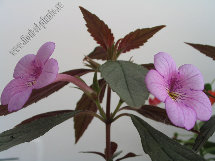 Achimenes Dot 8