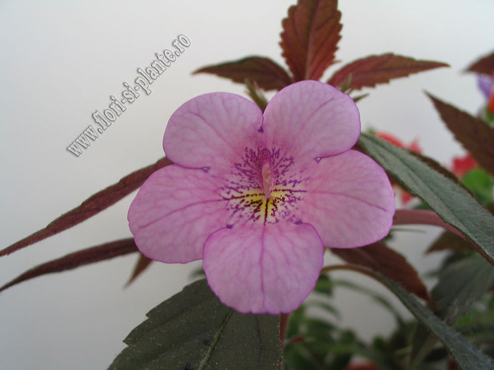 Achimenes Dot 9