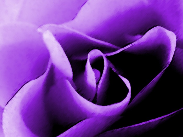 jw-purple-rose-1024x768 - xD CoLoR FuLl