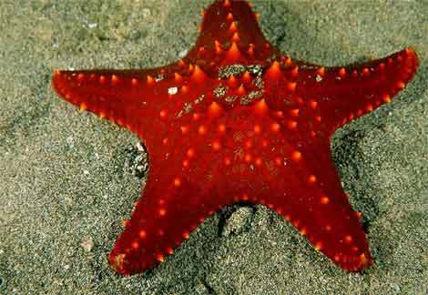 starfish