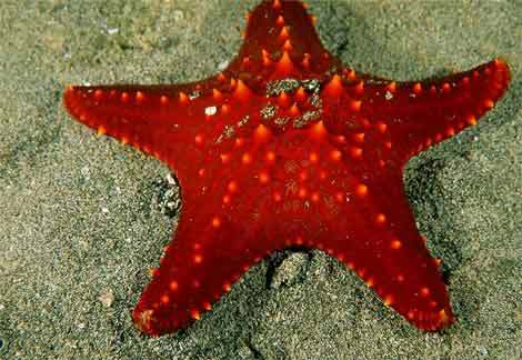 starfish - xD CoLoR FuLl