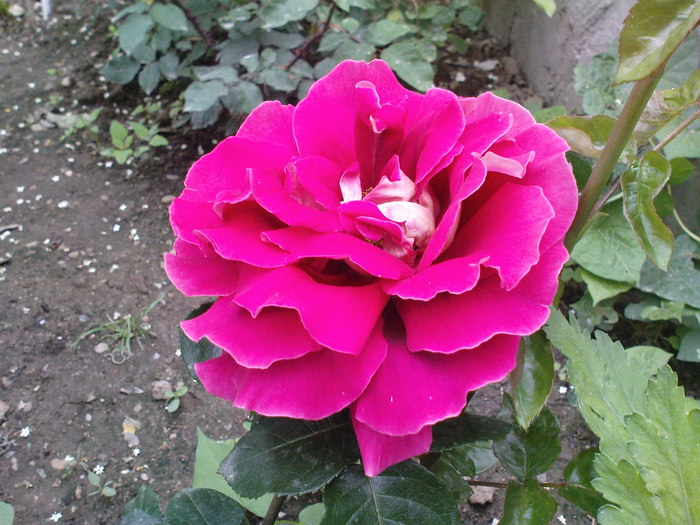 DSC03293