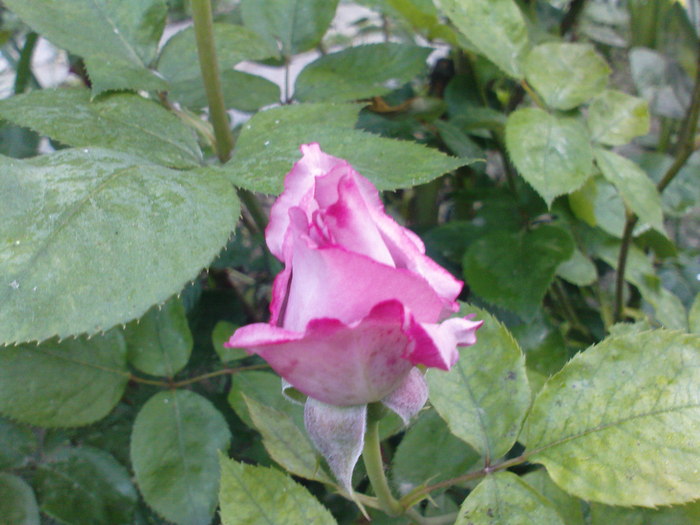 DSC03596
