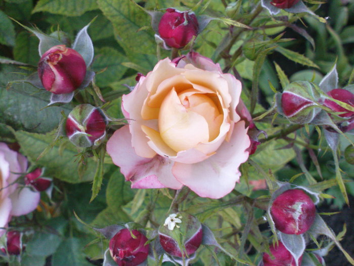 DSC04779