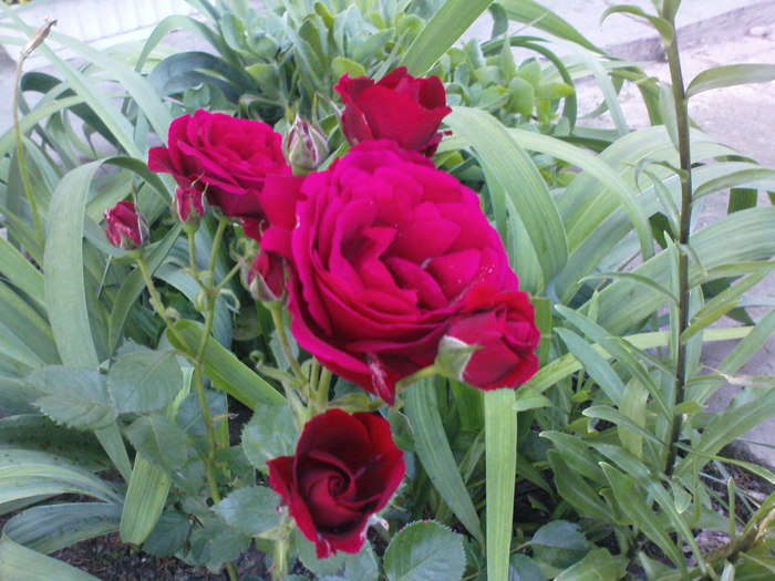 DSC04030