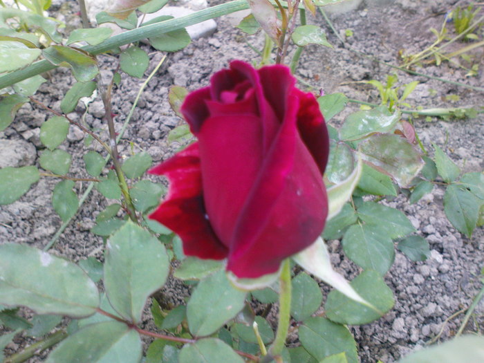 DSC04077