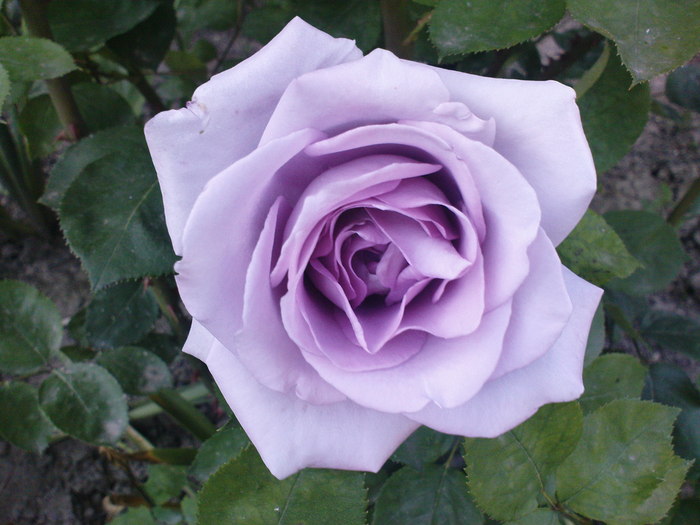 DSC04081