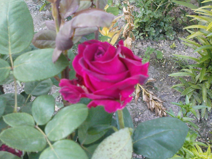 DSC04166