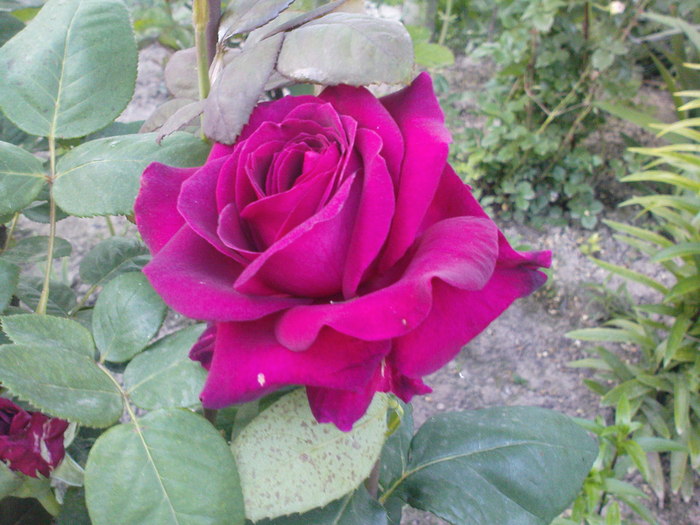 DSC04275