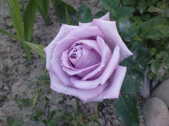 DSC04293