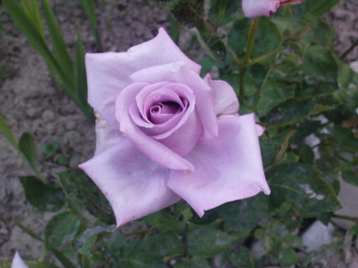 DSC04294