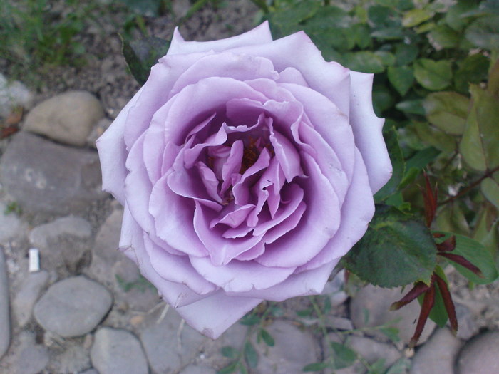 DSC04408
