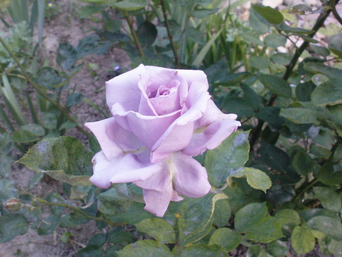 DSC04418