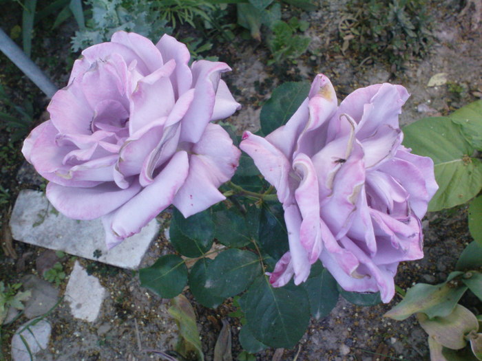 DSC04455