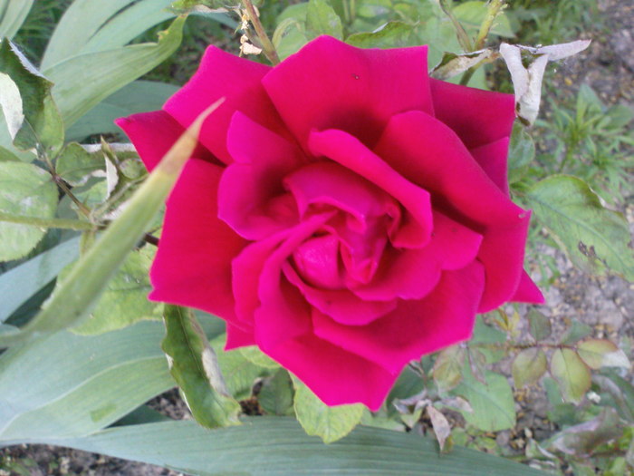 DSC04475
