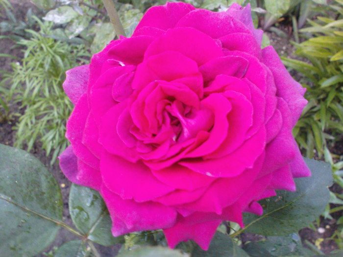 DSC04759
