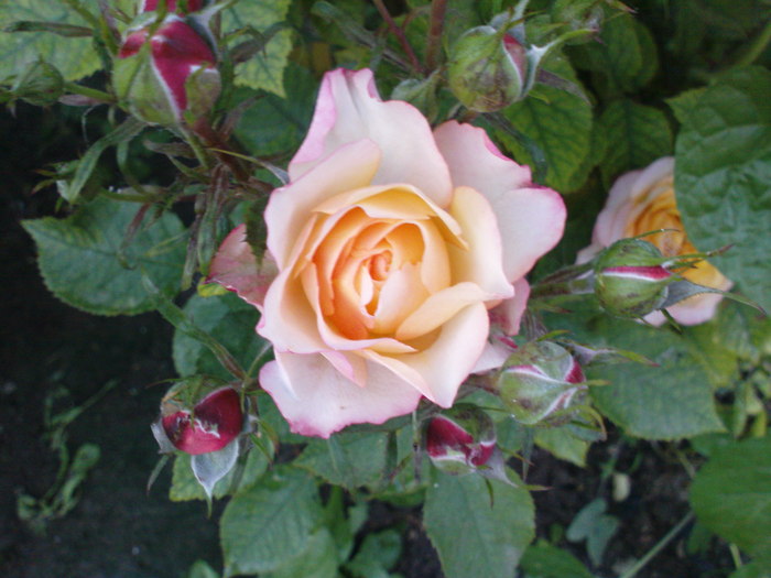 DSC04776
