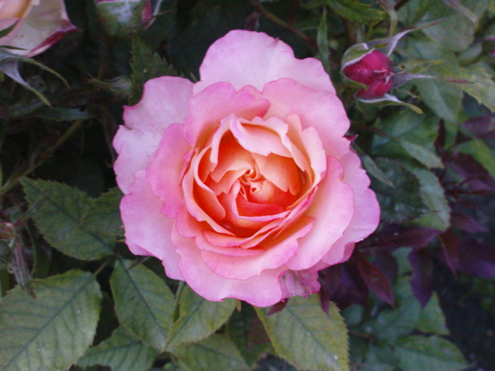 DSC04778