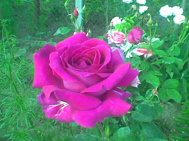 Imag012