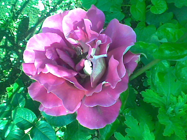 Imag010