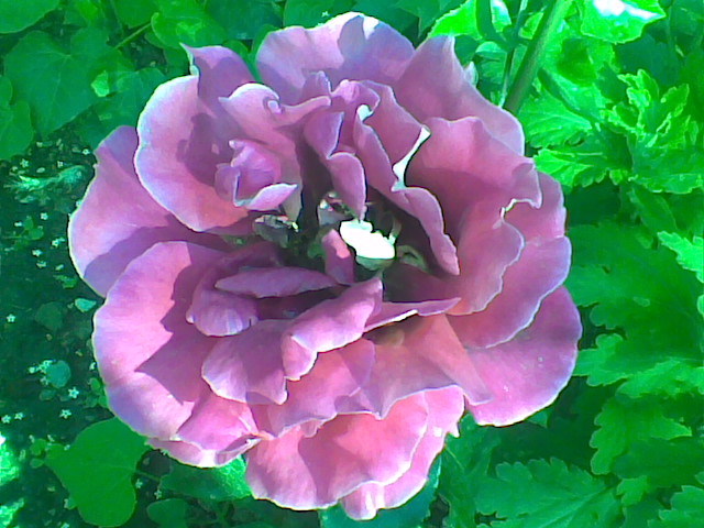 Imag011