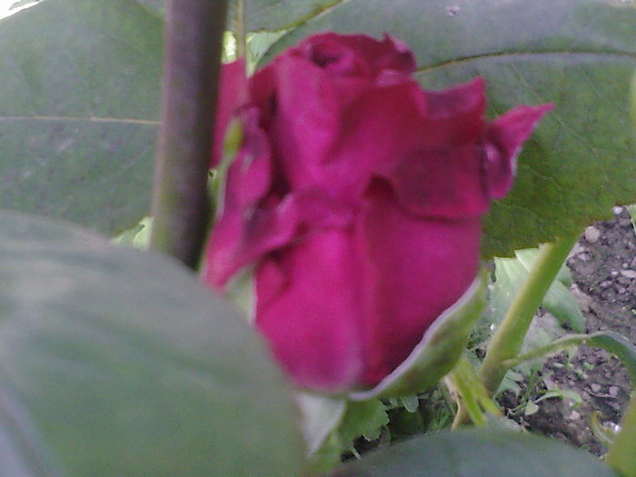 Fotografii-0013