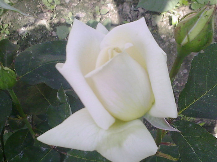 Fotografii-0015