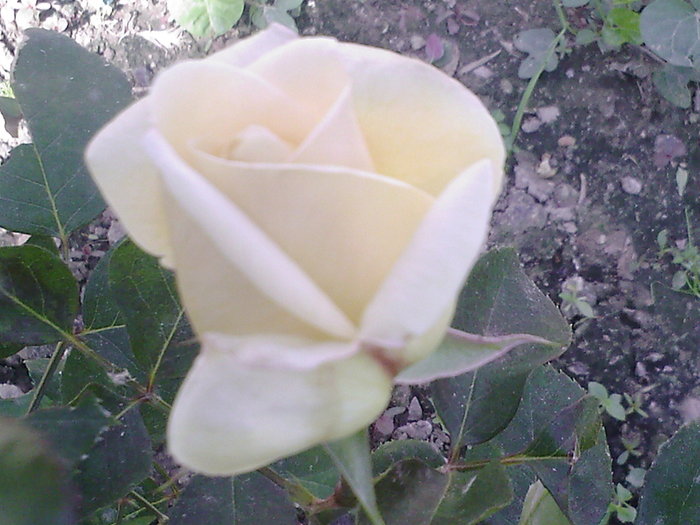 Fotografii-0020