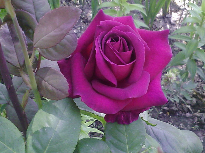 Fotografii-0023