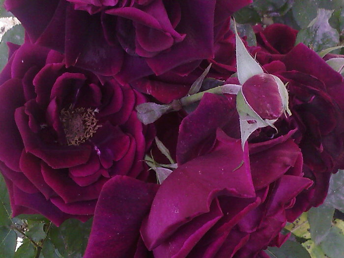 Fotografii-0024