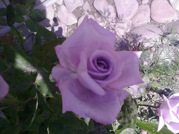 Fotografii-0041