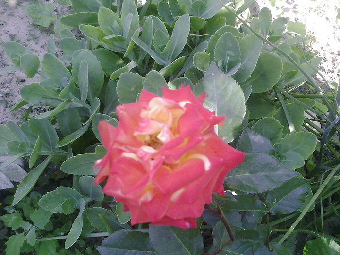 Fotografii-0060