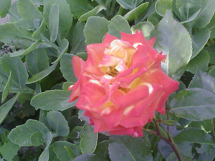Fotografii-0061