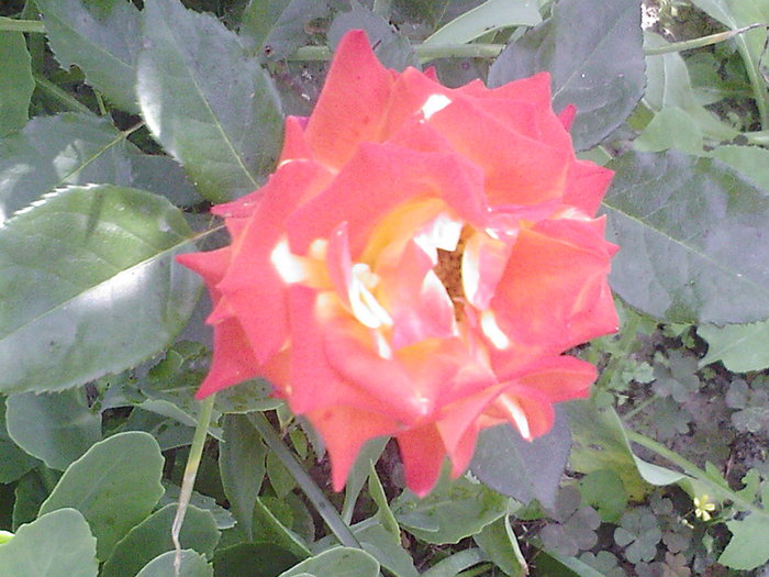 Fotografii-0065
